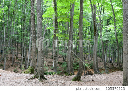 Beautifully maintained beech forest (Bijinbayashi, Niigata Prefecture) Beautifully maintained beech forest (Bijinbayashi, Niigata Prefecture) 105570623