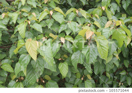 Achiote tree plant on farm for harvest are cash crops Achiote tree plant on farm for harvest are cash crops 105571044