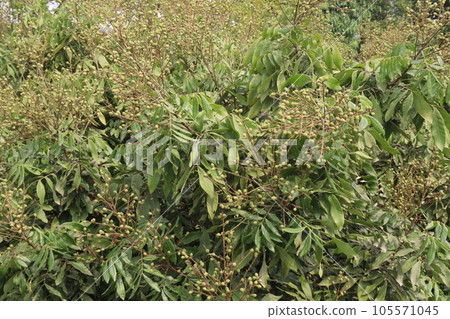 Longan fruit on tree in farm 105571045