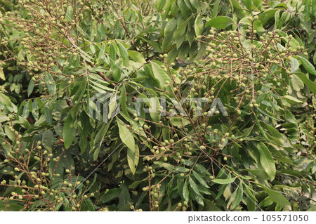 Longan fruit on tree in farm Longan fruit on tree in farm 105571050