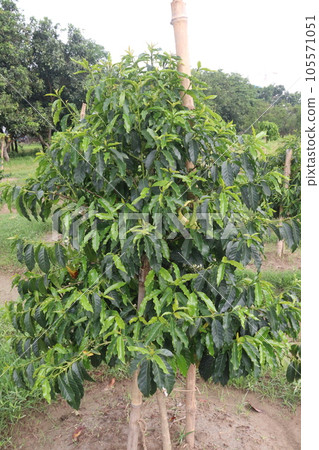 coffee tree plant on farm coffee tree plant on farm 105571051