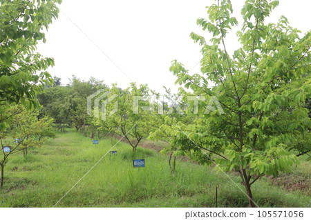 Asimina triloba tree also called Pawpaw on farm Asimina triloba tree also called Pawpaw on farm 105571056