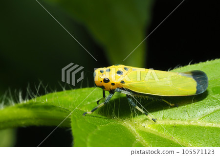 Tsunagogyo Oshoko 105571123