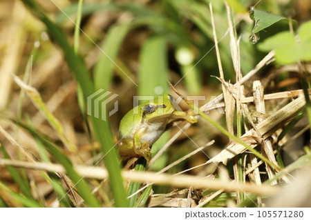 Young fish of the frog Young fish of the frog 105571280