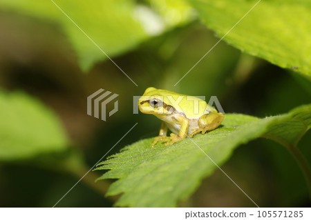 Young fish of the frog 105571285
