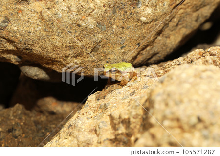 Young fish of the frog Young fish of the frog 105571287
