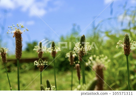 Plantago flowers shining in the blue sky 105571311