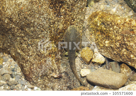 Probably Kajika frog larvae Probably Kajika frog larvae 105571600