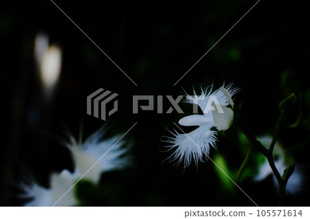 世田谷區鷺草花卉樂園 世田谷區鷺草花卉樂園 105571614
