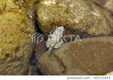 Kajika frog juvenile Kajika frog juvenile 105571654