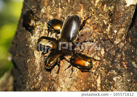 Canabens and beetles gathered to suck sap Canabens and beetles gathered to suck sap 105571812