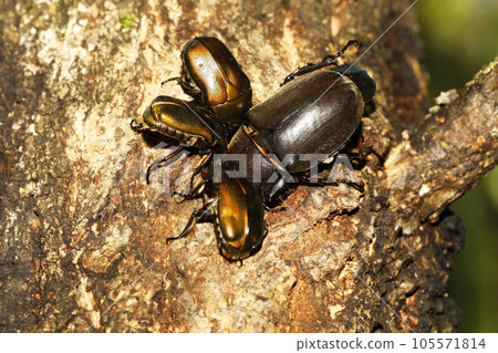 Canabens and beetles gathered to suck sap Canabens and beetles gathered to suck sap 105571814