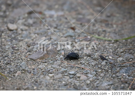 木甲蟲在地面上行走時交配 木甲蟲在地面上行走時交配 105571847