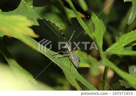 Kiboshikamikiri 105571853