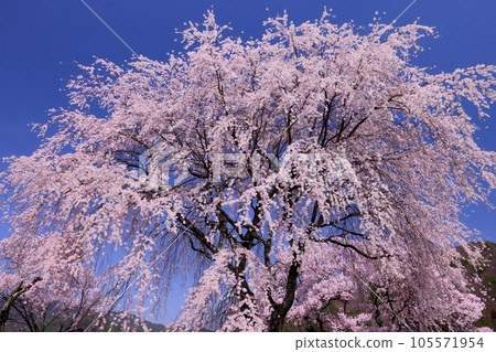 Katsuma, Takato-cho, Ina City, Nagano Prefecture: Weeping cherry blossoms in full bloom at Katsuma Yakushido, also known as Yakushi's cherry blossoms Katsuma, Takato-cho, Ina City, Nagano Prefecture: Weeping cherry blossoms in full bloom at Katsuma Yakushido, also known as Yakushi's cherry blossoms 105571954