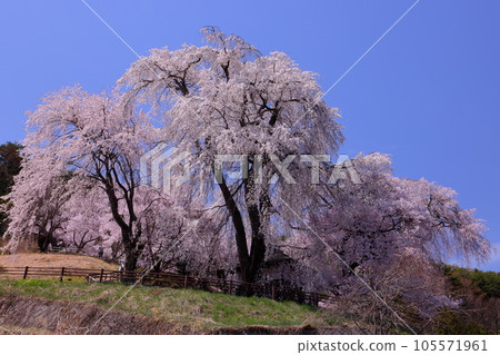 Katsuma, Takato-cho, Ina City, Nagano Prefecture: Weeping cherry blossoms in full bloom at Katsuma Yakushido, also known as Yakushi's cherry blossoms Katsuma, Takato-cho, Ina City, Nagano Prefecture: Weeping cherry blossoms in full bloom at Katsuma Yakushido, also known as Yakushi's cherry blossoms 105571961