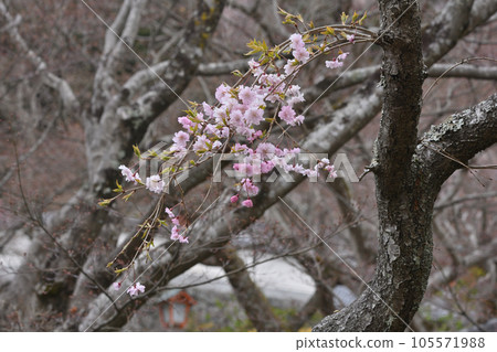 Cherry blossoms at ZenZenji Cherry blossoms at ZenZenji 105571988
