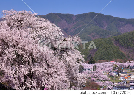 Katsuma, Takato-cho, Ina City, Nagano Prefecture: Weeping cherry blossoms in full bloom at Katsuma Yakushido, also known as Yakushi's Cherry Blossoms, and Takato Castle Ruins Park in the background Katsuma, Takato-cho, Ina City, Nagano Prefecture: Weeping cherry blossoms in full bloom at Katsuma Yakushido, also known as Yakushi's Cherry Blossoms, and Takato Castle Ruins Park in the background 105572004