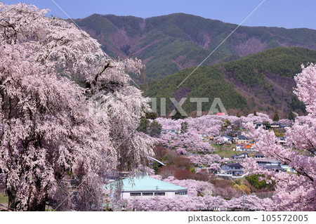Katsuma, Takato-cho, Ina City, Nagano Prefecture: Weeping cherry blossoms in full bloom at Katsuma Yakushido, also known as Yakushi's Cherry Blossoms, and Takato Castle Ruins Park in the background 105572005