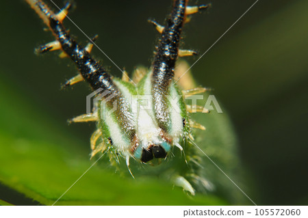 Larva of the red beetle 105572060