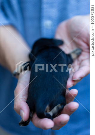 一名男子抱著一隻小狗 Kaninchen 臘腸犬 105572082