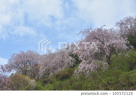 Cherry blossoms at ZenZenji Cherry blossoms at ZenZenji 105572128
