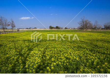 Nourushi Flower of Ukino Village 105572156