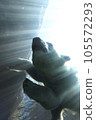 Polar bear/backlight ~ pool 105572293