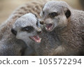 Meerkat/Intimidation Match 105572294