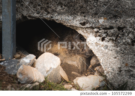Cute marmot on a mountain Cute marmot on a mountain 105572299