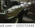 Water monitor lizard swimming 105572448