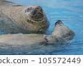 Goma seals 105572449