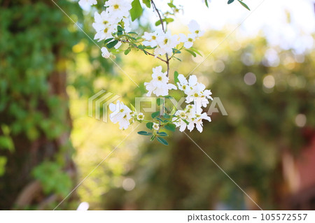 琉球白花 琉球白花 105572557