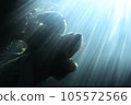 A polar bear floating in the backlight 105572566