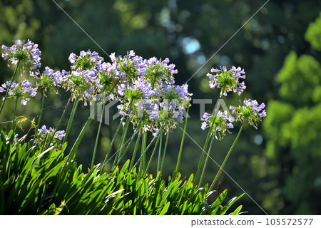 百子蓮花盛開 105572577