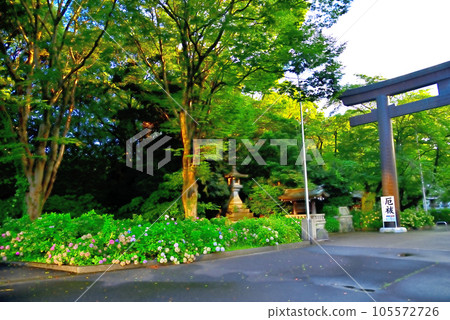 《Aichi Prefecture》Nagoya City Hydrangea blooming at Aichi Gokoku Shrine 《Aichi Prefecture》Nagoya City Hydrangea blooming at Aichi Gokoku Shrine 105572726