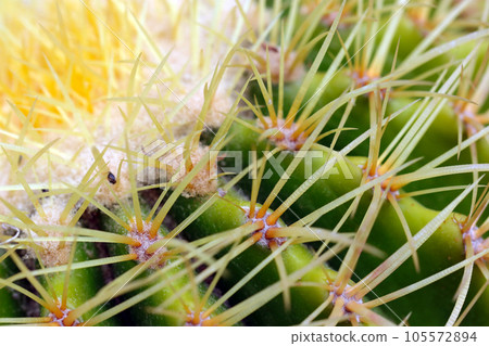 Three-dimensional surface with long thorns of cactus neatly lined up geometrically (using a macro lens, natural light, close-up photography) Three-dimensional surface with long thorns of cactus neatly lined up geometrically (using a macro lens, natural light, close-up photography) 105572894