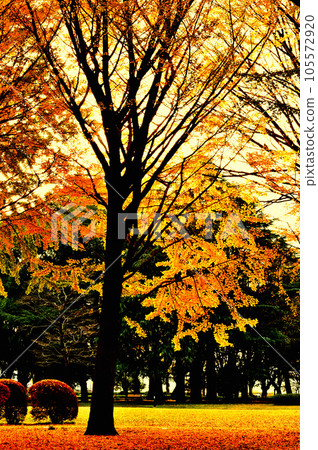 Autumn leaves in Yoyogi Park Landscape of ginkgo and maple in early autumn Autumn leaves in Yoyogi Park Landscape of ginkgo and maple in early autumn 105572920