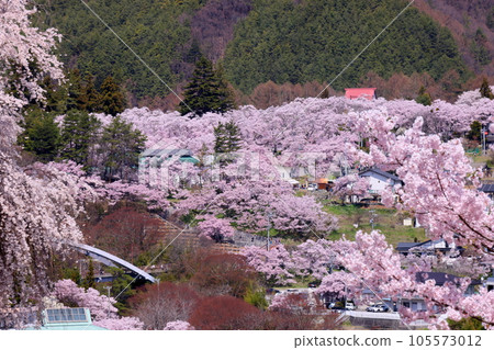 Katsuma, Takato Town, Ina City, Nagano Prefecture Takato Kohiganzakura in Takato Castle Ruins Park seen from Katsuma Yakushido Hall, famous for its weeping cherry blossoms 105573012