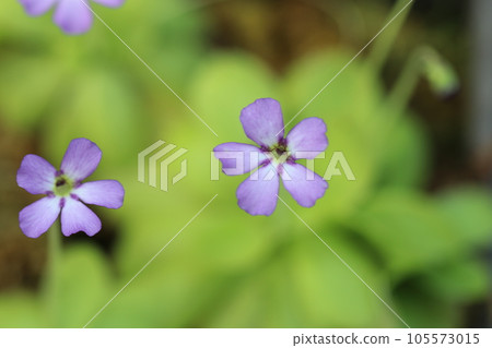 淺紫色小紫羅蘭花(使用微距鏡頭、頻閃+自然光、特寫照片) 淺紫色小紫羅蘭花(使用微距鏡頭、頻閃+自然光、特寫照片) 105573015