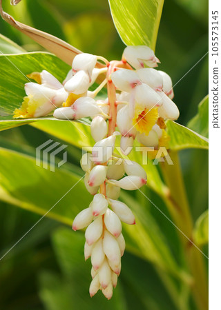 Dynamic and beautiful white flower spikes blooming like grapes of Alpinia purpurea (macro lens used, natural light, close-up photo) 105573145