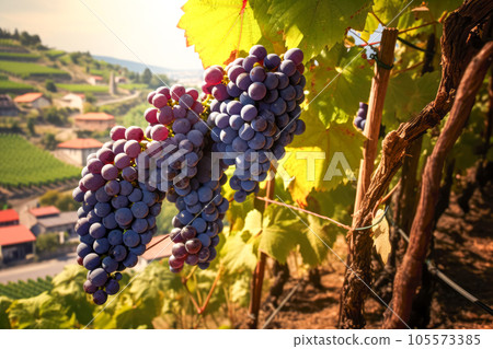 Ripe grapes on the vineyards in Lavaux region, Switzerland Ripe grapes on the vineyards in Lavaux region, Switzerland 105573385