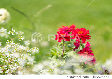Zinnia Zinnia Zinnia Zinnia Red Snowflower Sekkaso White 105573535