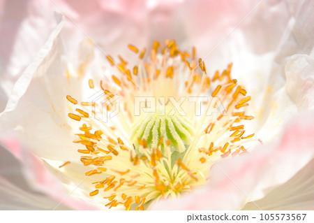 美麗閃亮的粉色和象牙色的鬼月花(微距鏡頭、閃光燈+自然光、特寫照片) 美麗閃亮的粉色和象牙色的鬼月花(微距鏡頭、閃光燈+自然光、特寫照片) 105573567