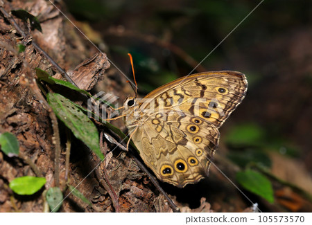 Satoki tiger lizard folding its wings on the leaves of a forest tree (using a macro lens, strobe and natural light, close-up photography) 105573570