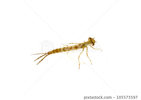 Black Dragonfly Yago Black Dragonfly Yago 105573597