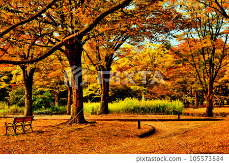 Autumn leaves in Yoyogi Park Landscape of ginkgo and maple in early autumn Autumn leaves in Yoyogi Park Landscape of ginkgo and maple in early autumn 105573884