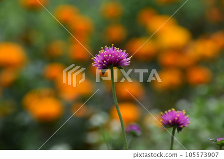 Yamadaike Park 105573907
