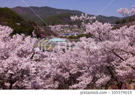 長野縣伊那市高遠町勝間 勝間藥師堂後山上供奉著天神,櫻花樹圍繞著天神,而勝間藥師堂以垂枝櫻花而聞名。 長野縣伊那市高遠町勝間 勝間藥師堂後山上供奉著天神,櫻花樹圍繞著天神,而勝間藥師堂以垂枝櫻花而聞名。 105574010