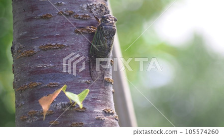 阿巴扎米 阿巴扎米 105574260